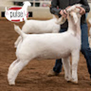 Meet your Posher, Naomi